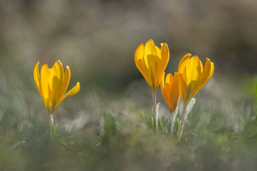 Yellow crocuses in the beautiful light of the sun by John van de Gazelle fotografie
