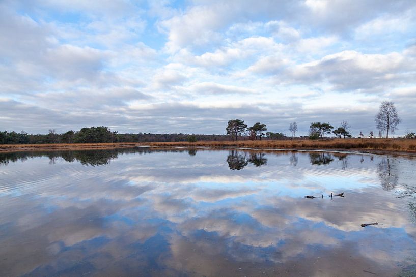 Reflections at Kalmthoutse Heide by Nel Diepstraten