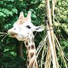Giraf giraffe van Diana Edwards