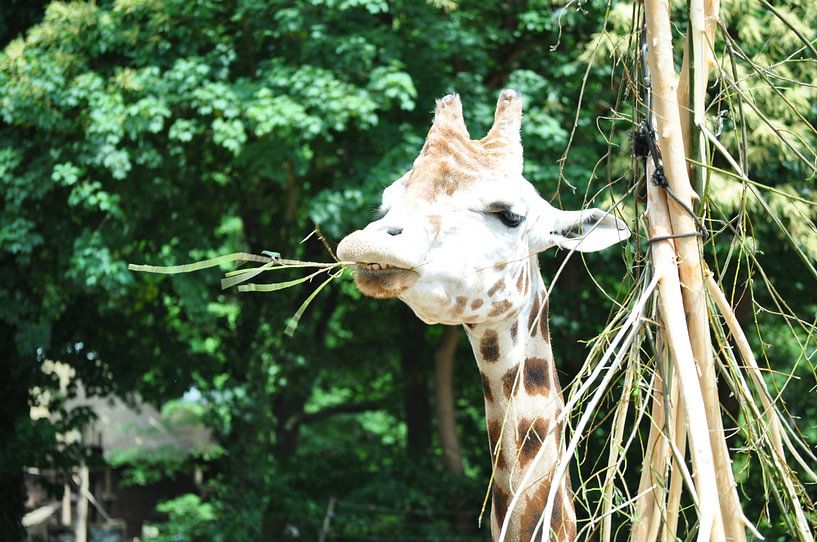 Giraf giraffe by Diana Edwards