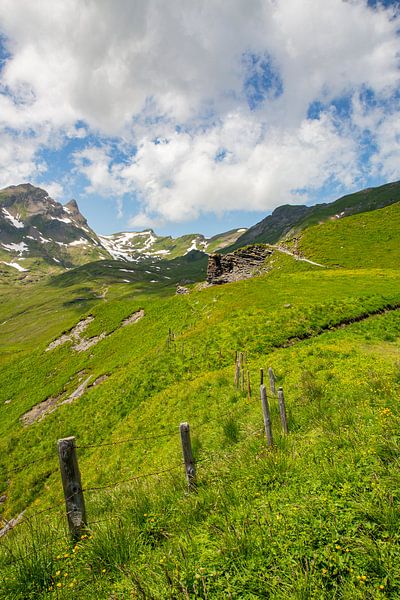 Sommer auf der Grindelwald First Wanderweg mit Schreckhorn und Eiger in den Berner Alpen in der Schw von Martin Steiner
