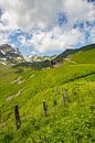 Sommer auf der Grindelwald First Wanderweg mit Schreckhorn und Eiger in den Berner Alpen in der Schw von Martin Steiner Miniaturansicht
