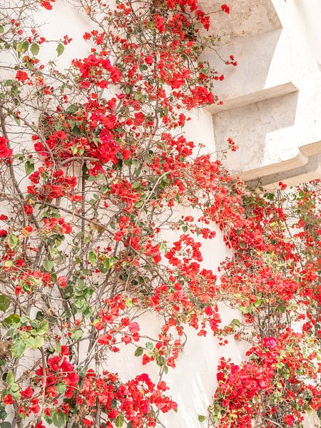 Red bouganivillea in the coastal town of Cascais in Portugal. Summer flowers nature and travel photography. by Christa Stroo photography