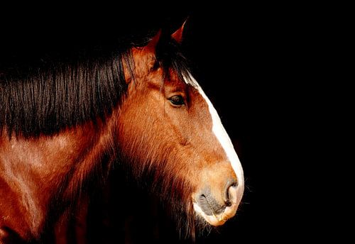 Head of a shire horse by Atelier Liesjes
