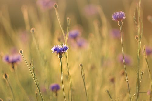 Korenbloemen op een zomeravond
