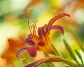 Sommerliche Farben von Ron A.B.