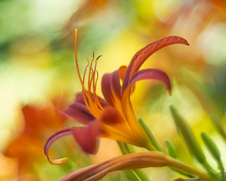 Summer colours by Ron A.B.