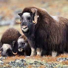 Musk oxen in Dovrefjell by Daniela Beyer