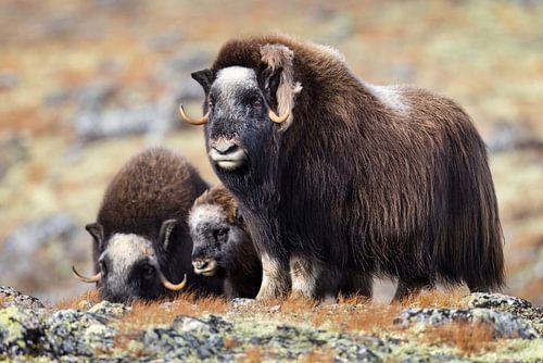 Musk oxen in Dovrefjell by Daniela Beyer