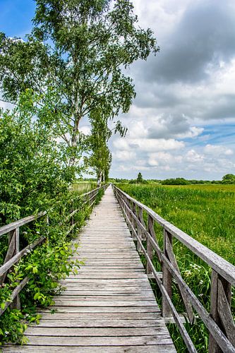 Bad Buchau : La passerelle Federsee