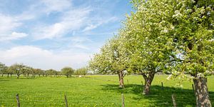 Apfelbäume in einem Obstgarten von Sjoerd van der Wal Fotografie