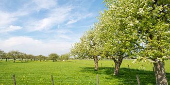 Apple trees in an old orchard