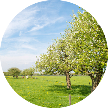 Appelbomen in het weiland van Sjoerd van der Wal Fotografie