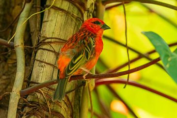 a red Madagascar fody weaver (Foudia madagascariensis) bird sitting on a branch in the jungle by Mario Plechaty Photography