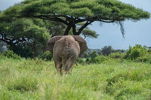 Afrikaanse olifant van Alexander Schulz