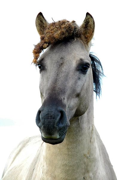 Paarden, Konikspaard by Rob Jansen