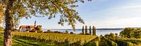 Weinberge und die Wallfahrtskirche Birnau am Bodensee