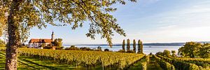 Weinberge und die Wallfahrtskirche Birnau am Bodensee von Werner Dieterich