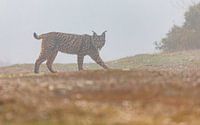 Iberian Lynx walking (1) by Lennart Verheuvel thumbnail