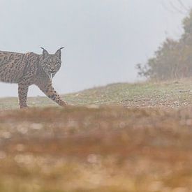 Iberian Lynx walking (1) by Lennart Verheuvel
