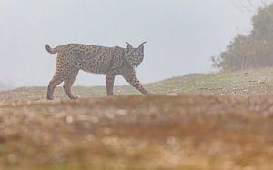 Marche de lynx ibérique (1)