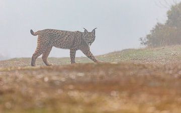 Iberian Lynx walking (1)