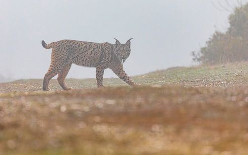 Marche de lynx ibérique (1) sur Lennart Verheuvel