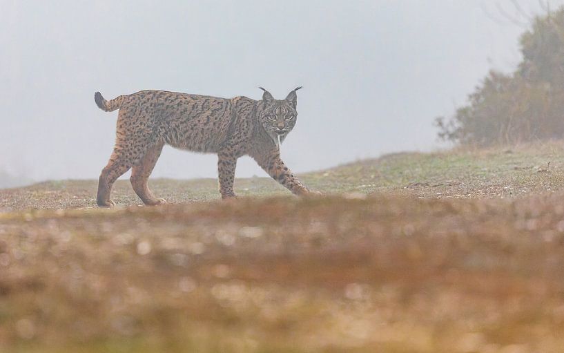 Iberian Lynx walking (1) by Lennart Verheuvel