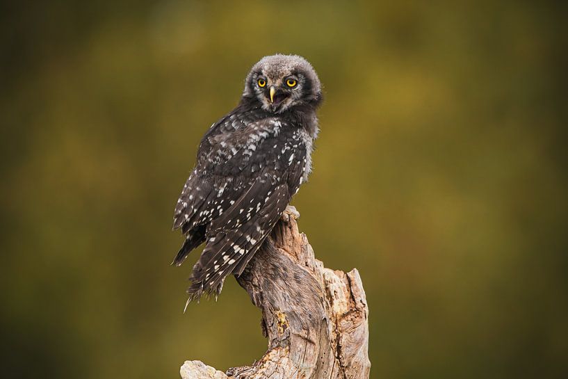 Sparrow owl by Samantha Rorijs