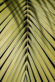 Tropical Palm Leaves in Sintra by Henrike Schenk