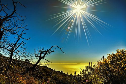 wondermooie wildgroei opTenerife met zonnestralen in blauwe lucht