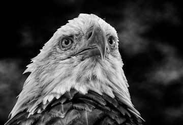 American bald eagle by Maickel Dedeken