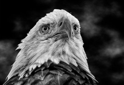 Amerikaanse zeearend