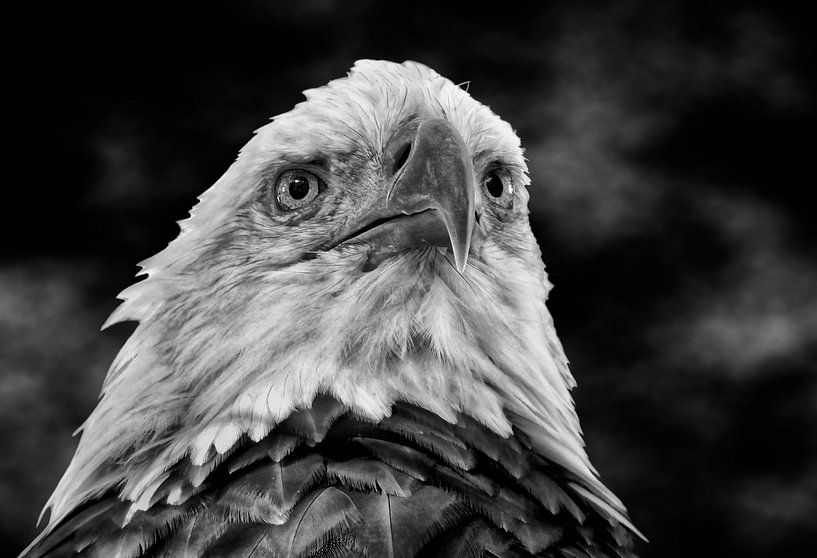 American bald eagle by Maickel Dedeken