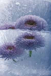 Gänseblümchen in Eis 1