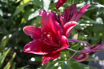 Deep red lily