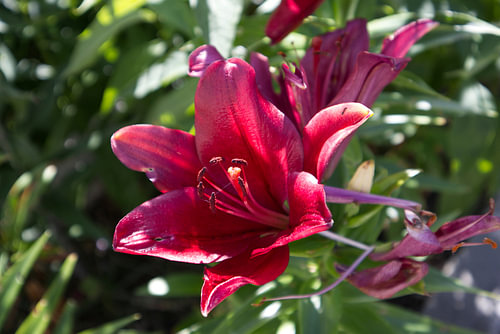 Lys rouge foncé