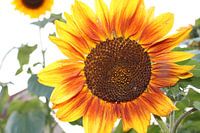 Red yellow sunflower