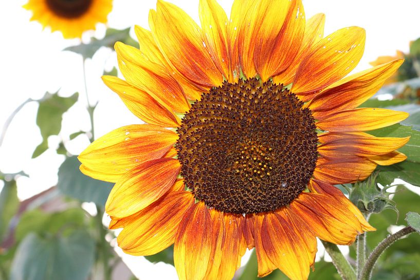 Red yellow sunflower by Rosalie Broerze