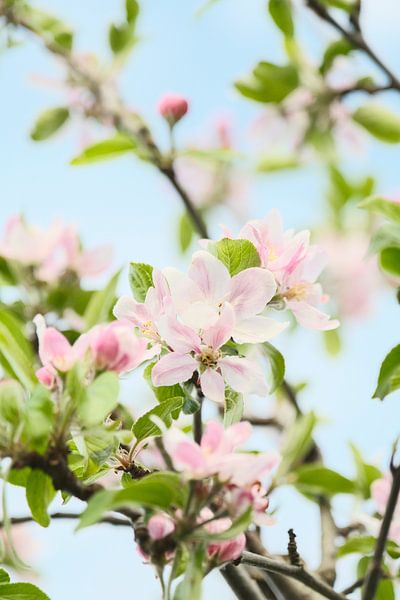 Der Frühling ist wieder da! von tim eshuis