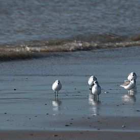 Strandlopers by Tara Schelling