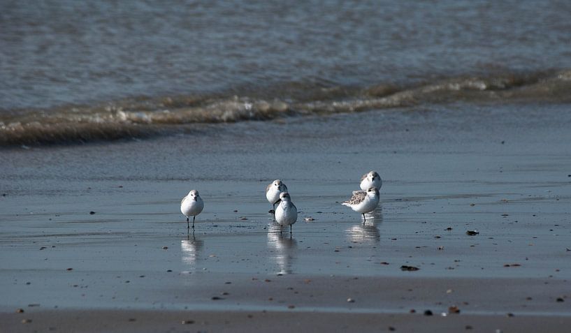 Strandlopers von Tara Schelling