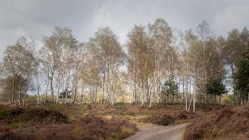 Birches on the Stulp by Bart Uijterlinde