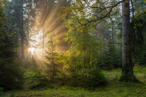 Sunrise in the Erzgebirge forest