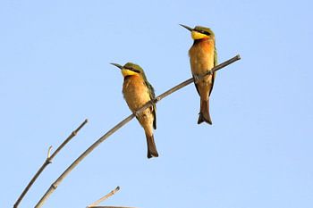 Bee-eater