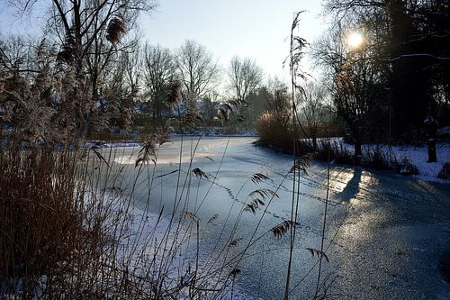 Zon in het park