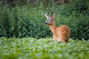 roedeer - buck by Pim Leijen