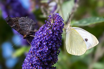 Yin and Yang, butterflies on a butterfly bush