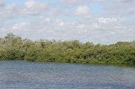 mangrove 2 van Barry van Strien thumbnail