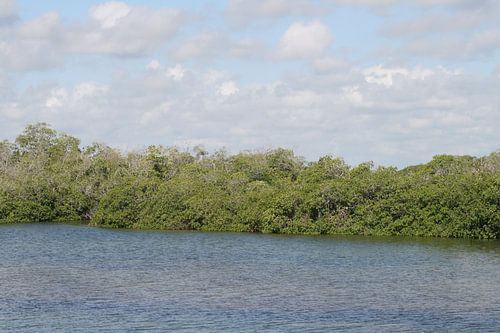 mangrove 2